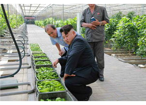 揭秘朝鮮網購新潮流 電子產品批發悄然興起